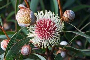 australian-native-flowering-plant
