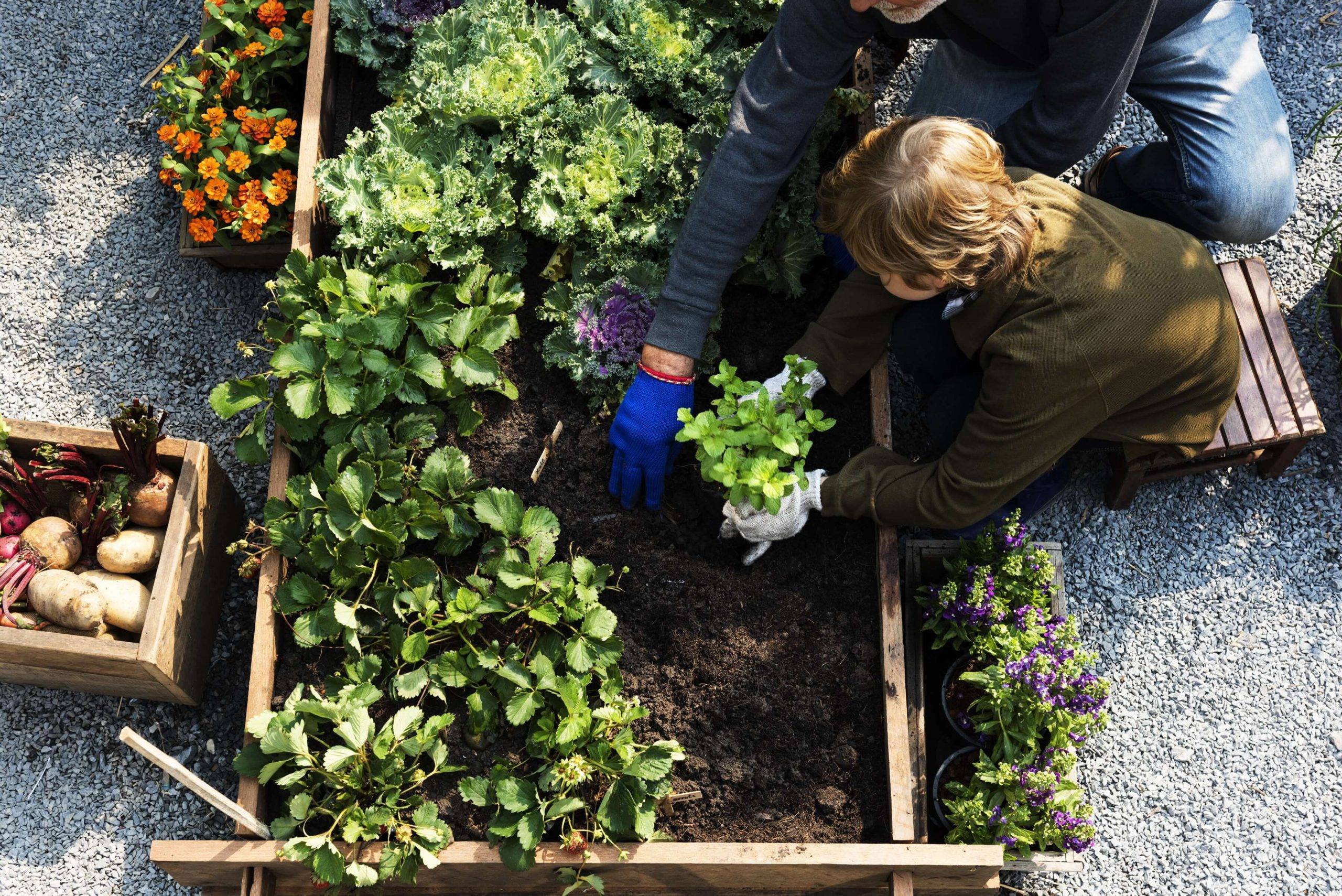 Veggie Garden Ideas – How to Start Your Own
