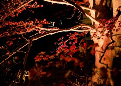 Katoomba – Garden Lighting