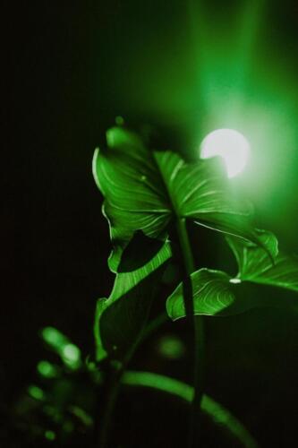 Katoomba Garden Lighting Iris Spike Spotlights and Billy Brass Path Lights