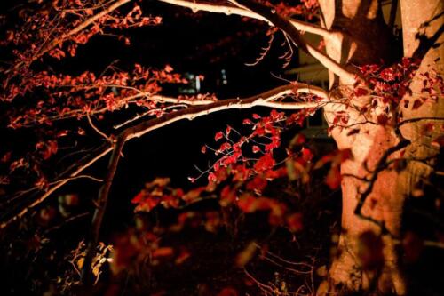 Katoomba Garden Lighting Iris Spike Spotlights