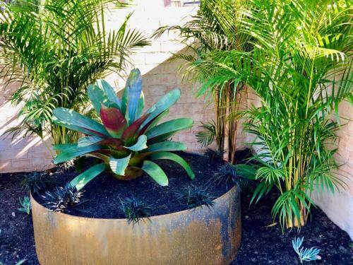 Garden Bed Palms