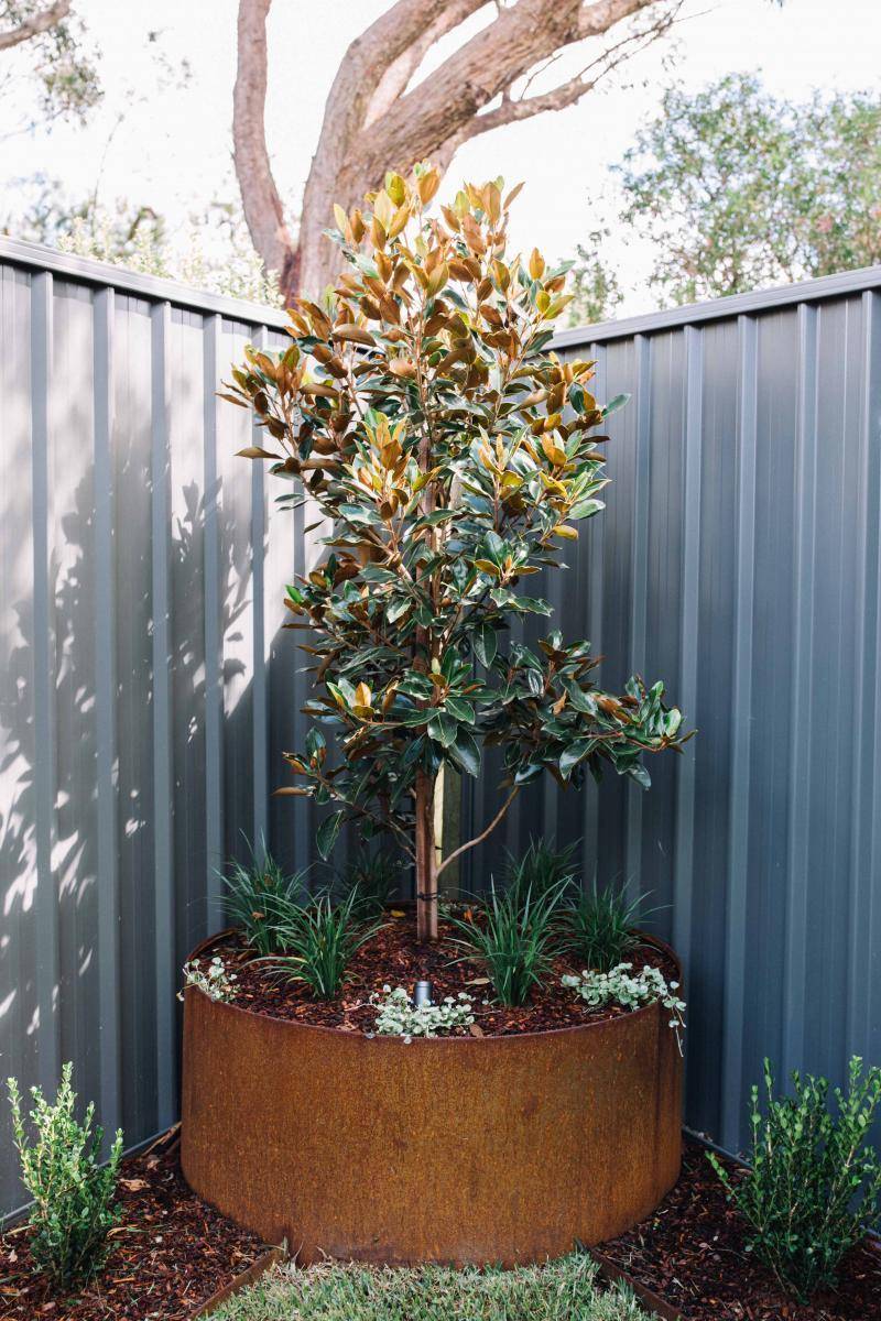 Feature tree in garden corner